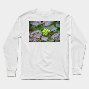 Oregon Grape of Yellow Flowers on Evergreen Shrub Long Sleeve T-Shirt